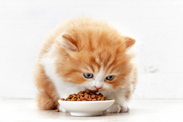 Pet Dining Essentials