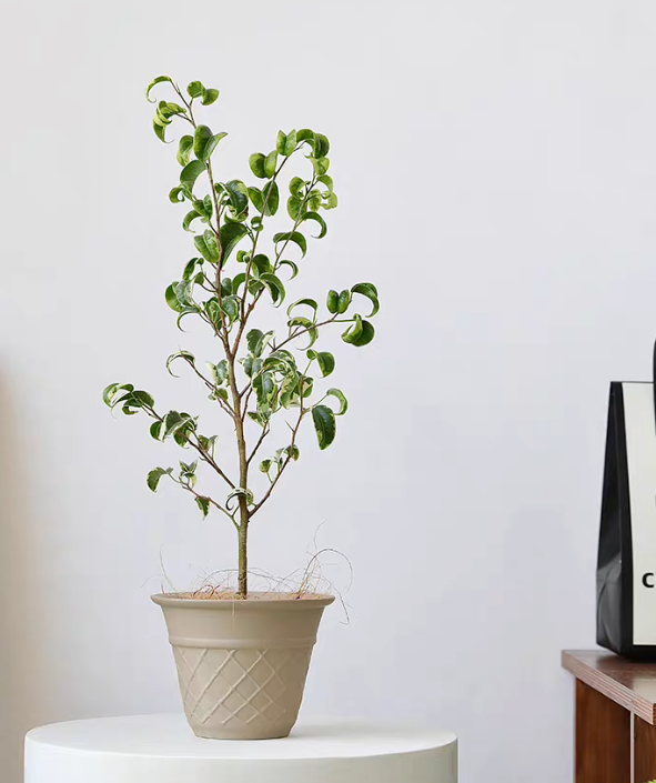 Gelato Ceramic Plant Pot