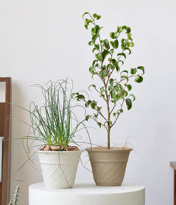 Gelato Ceramic Plant Pot